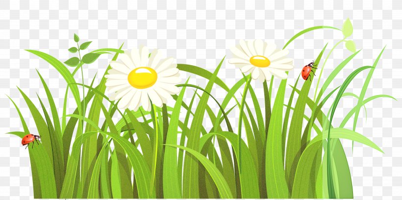 Daisy, PNG, 3830x1906px, Grass, Camomile, Daisy, Flower, Grass Family Download Free