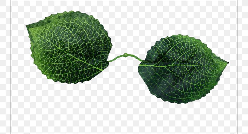 French Hydrangea Leaf Flower, PNG, 750x445px, French Hydrangea, Aedmaasikas, Auglis, Branch, Data Download Free