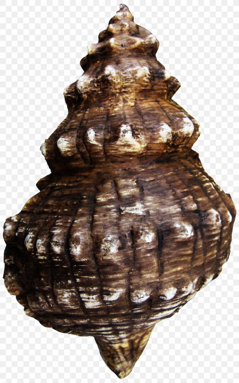 Oyster Clam Mussel Centerblog Mollusc Shell, PNG, 960x1540px, Oyster, Art, Artifact, Blog, Centerblog Download Free
