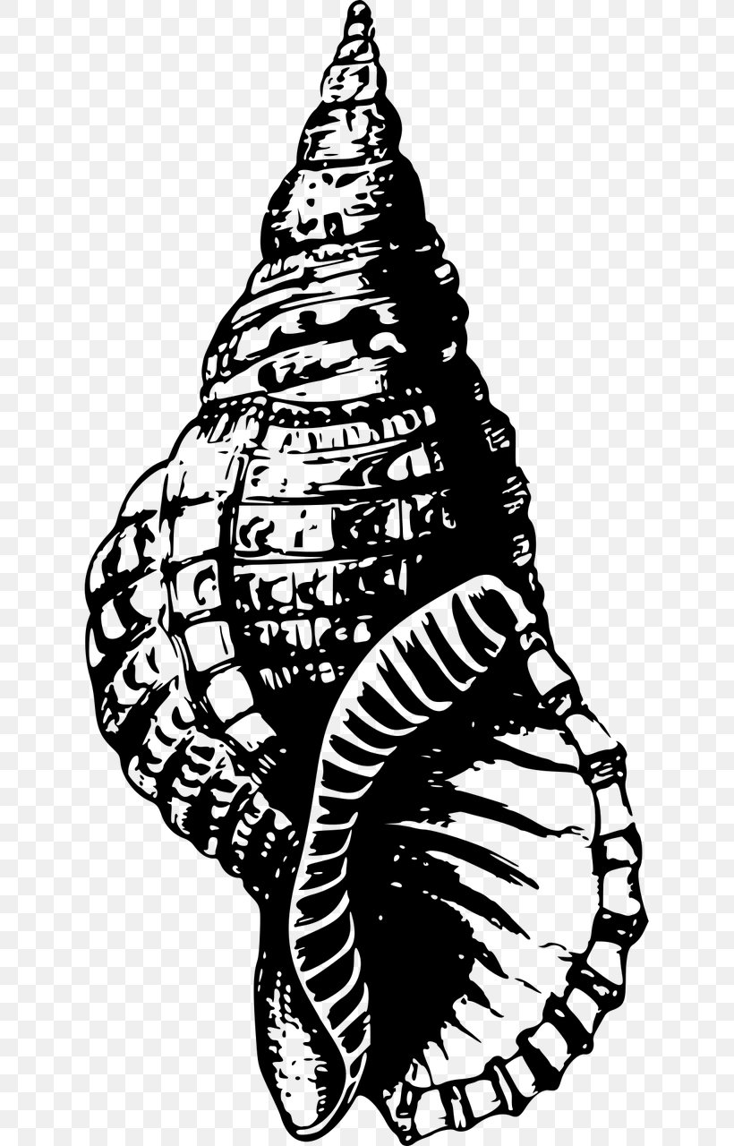 Seashell Mollusc Shell Snail Clip Art, PNG, 640x1280px, Seashell, Animal, Art, Artwork, Black And White Download Free