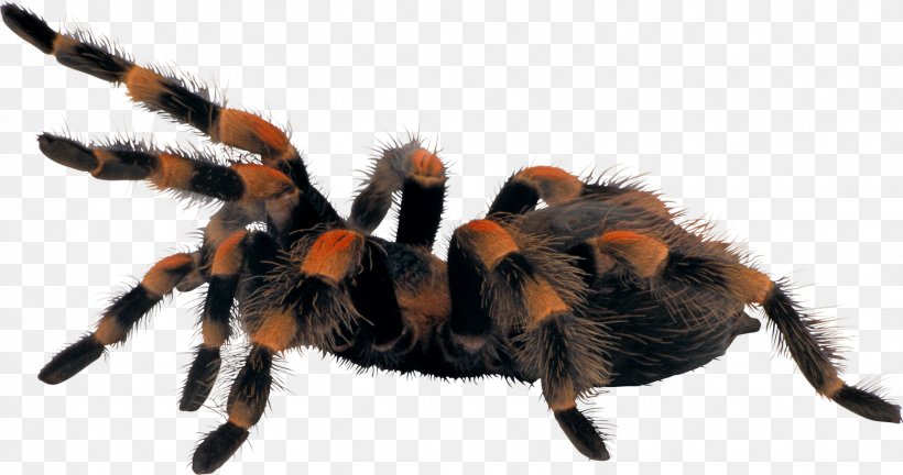 Spider Tito & Tarantula Image, PNG, 1556x820px, Spider, After Dark, Arachnid, Arthropod, Black House Spider Download Free