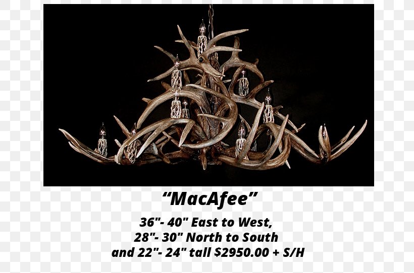 White-tailed Deer Elk Antler Chandelier, PNG, 736x542px, Whitetailed Deer, Antler, Antlers By Cody, Chandelier, Deer Download Free