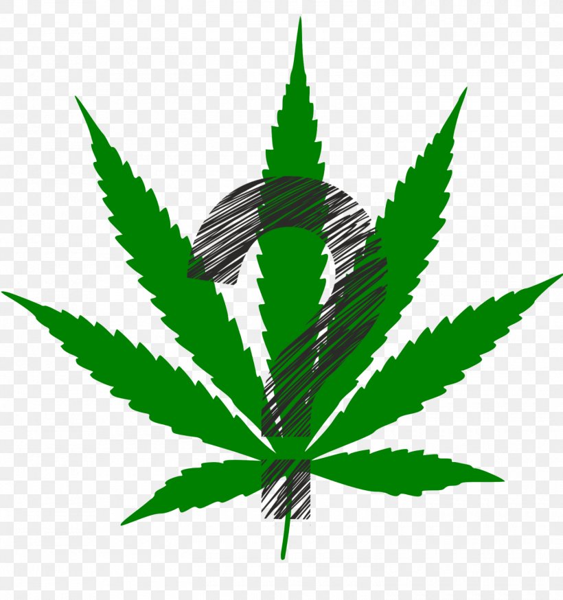 Cannabis Sativa Hemp Cannabis Ruderalis Medical Cannabis, PNG, 1500x1600px, Cannabis, Cannabis Cultivation, Cannabis Ruderalis, Cannabis Sativa, Dispensary Download Free
