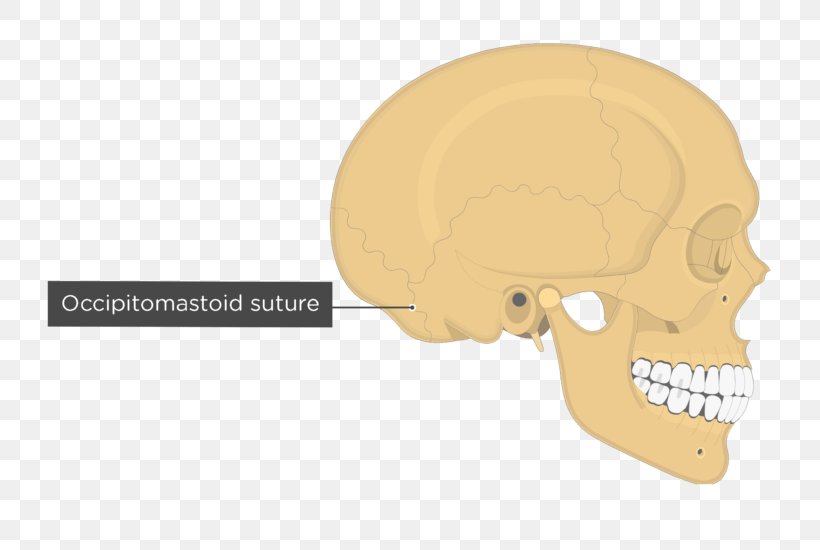 Skull Anatomy Parietal Bone Mastoid Part Of The Temporal Bone Fibrous Joint, PNG, 745x550px, Skull, Anatomy, Bone, Coronal Suture, Ear Download Free