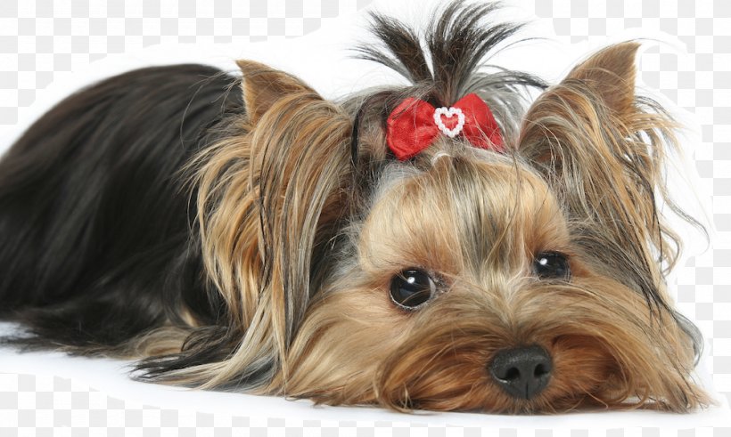 Yorkshire Terrier Morkie Maltese Dog Puppy Biewer Terrier, PNG, 2000x1200px, Yorkshire Terrier, Animal, Australian Silky Terrier, Australian Terrier, Biewer Terrier Download Free