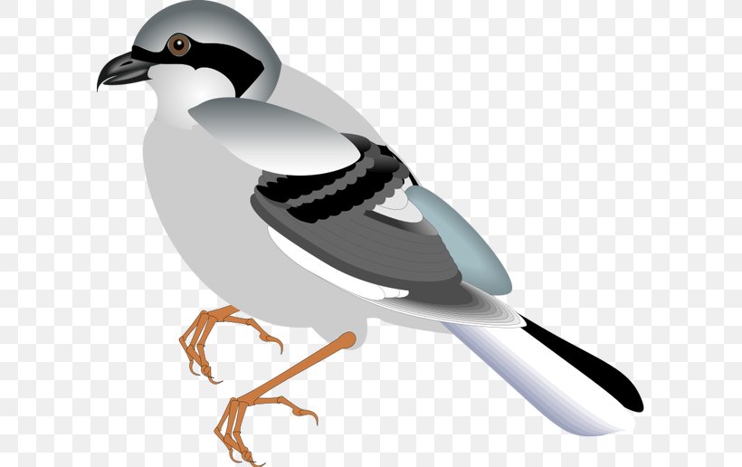 Bird Illustrations Clip Art Sparrow Duck, PNG, 605x516px, Bird, Beak, Bird Flight, Bird Illustrations, Charadriiformes Download Free