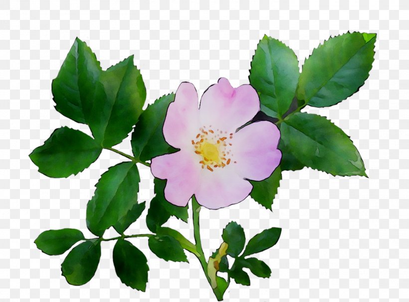 Dog-rose Glaucous Dog Rose Sweet-Brier Carolina Rose Memorial Rose, PNG, 1458x1080px, Dogrose, Burnet Rose, Cabbage Rose, California Wild Rose, Camellia Download Free