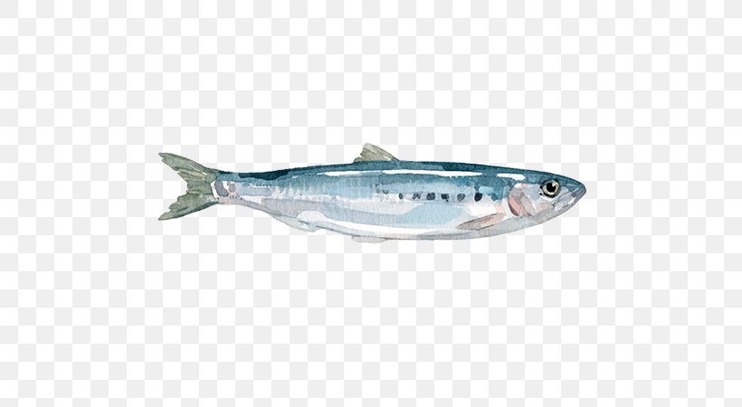 Sardine Oily Fish Mackerel Milkfish Herring, PNG, 800x450px, Sardine, Bony Fish, Fish, Forage Fish, Herring Download Free