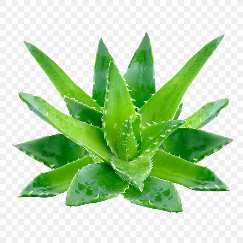 Aloe Vera Gel Oil Skin Extract, PNG, 1024x1024px, Aloe Vera, Aloe, Aloes, Aloin, Chemical Synthesis Download Free
