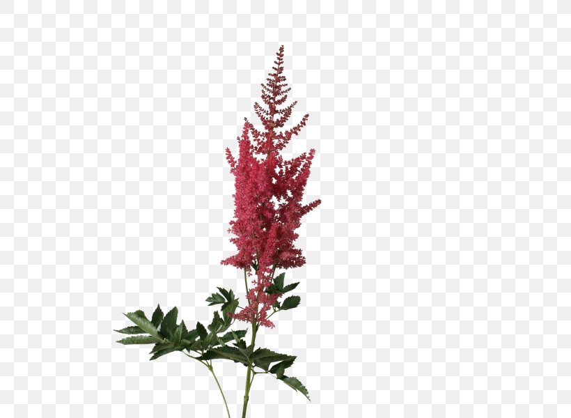 Astilbe Arendsii Group Chinese Astilbe False Buck's Beard Cut Flowers, PNG, 600x600px, Watercolor, Cartoon, Flower, Frame, Heart Download Free