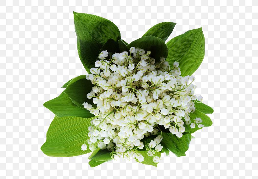 Lily Of The Valley 1 May Haute-Savoie, PNG, 655x570px, 2018, Lily Of The Valley, Flower, Happiness, Hautesavoie Download Free