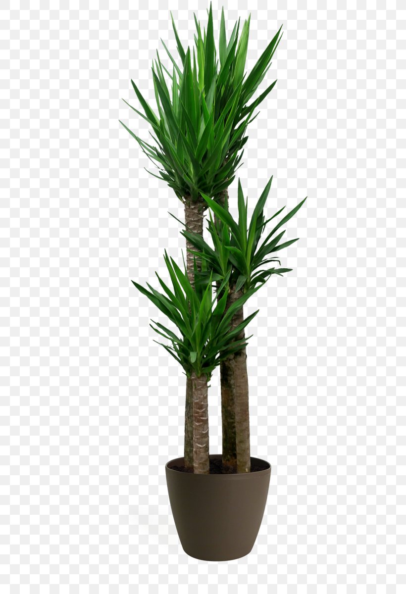 Palm Tree Background, PNG, 527x1200px, Spineless Yucca, Arecales, Chelsea Garden Center, Flower, Flowerpot Download Free