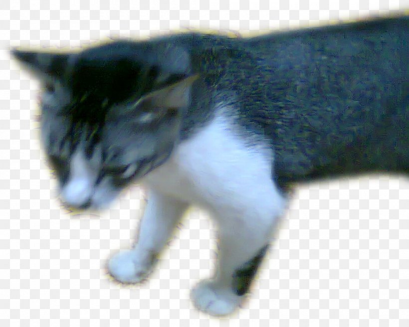 Whiskers Manx Cat European Shorthair Aegean Cat Kitten, PNG, 1060x848px, Whiskers, Aegean Cat, Black Cat, Carnivoran, Cat Download Free
