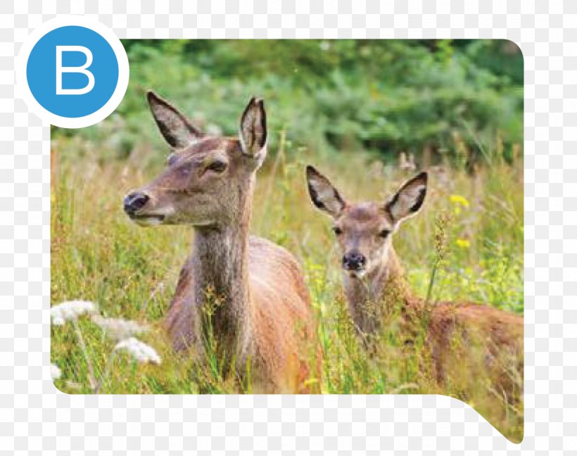 White-tailed Deer Cairngorms Elk Antler, PNG, 1274x1008px, Whitetailed Deer, Antelope, Antler, Cairngorms, Deer Download Free