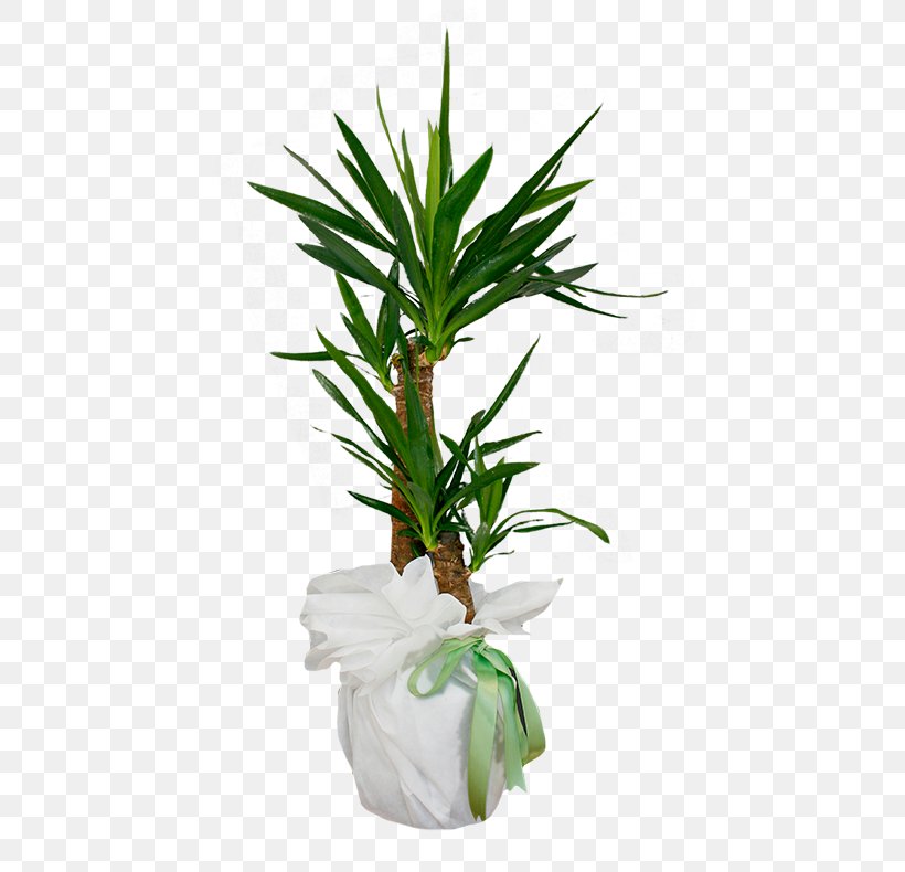Arecaceae Flowerpot Houseplant Leaf Evergreen, PNG, 480x790px, Arecaceae, Arecales, Evergreen, Flower, Flowerpot Download Free