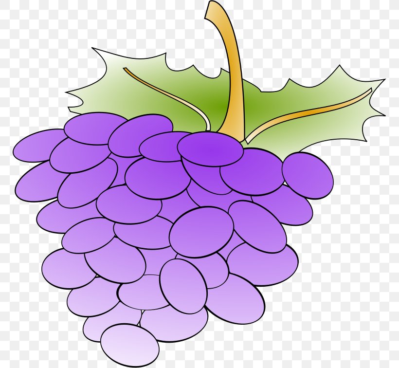 Common Grape Vine Wine Grape Leaves Clip Art, PNG, 768x756px, Grape, Common Grape Vine, Drawing, Flower, Flowering Plant Download Free
