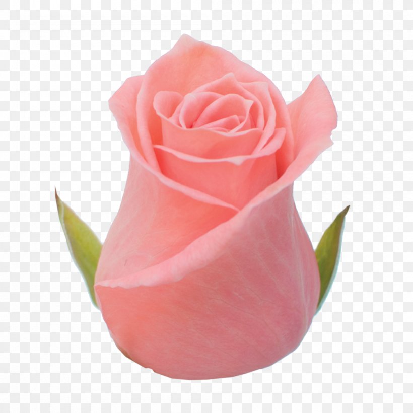 Garden Roses Cabbage Rose Pink Cut Flowers Petal, PNG, 1000x1000px, Garden Roses, Cabbage Rose, Cut Flowers, Cutting, Flower Download Free