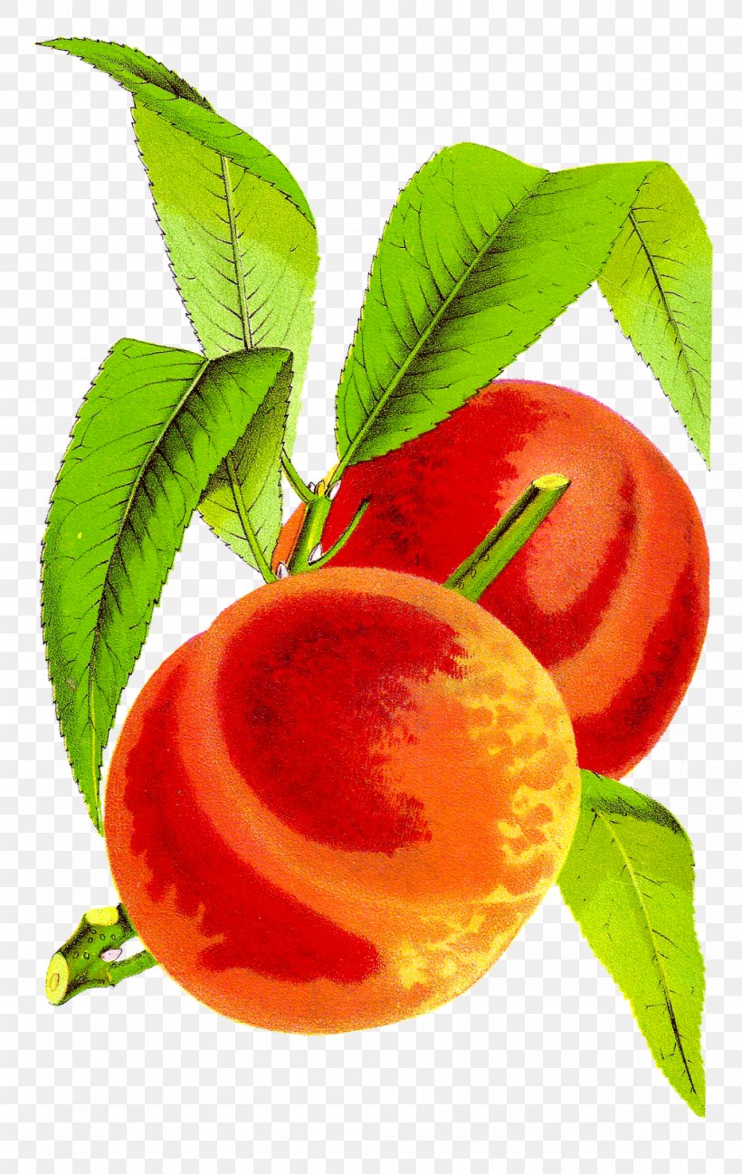 Peach Fruit Clip Art, PNG, 1011x1600px, Peach, Apple, Apricot, Citrus, Cobbler Download Free