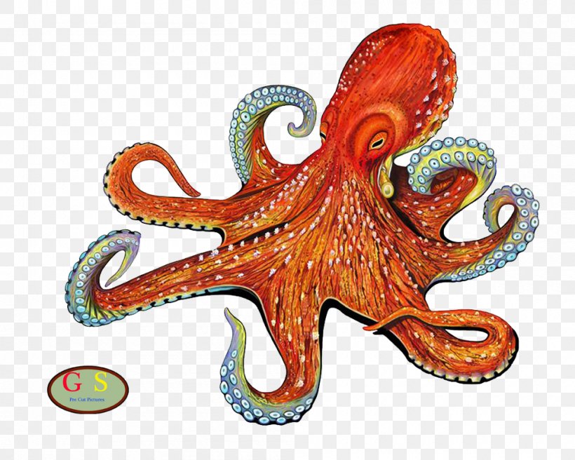 Enteroctopus Dofleini Drawing Painting Mosaic, PNG, 1000x800px, Octopus, Art, Blueringed Octopus, Cephalopod, Ceramic Download Free