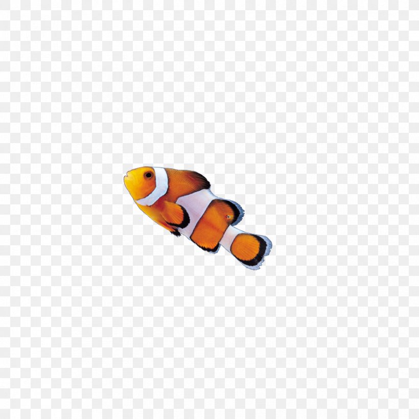 Insect Clownfish Akwarystyka Morska, PNG, 851x851px, Insect, Akwarystyka Morska, Animal, Aquarium, Aquatic Animal Download Free