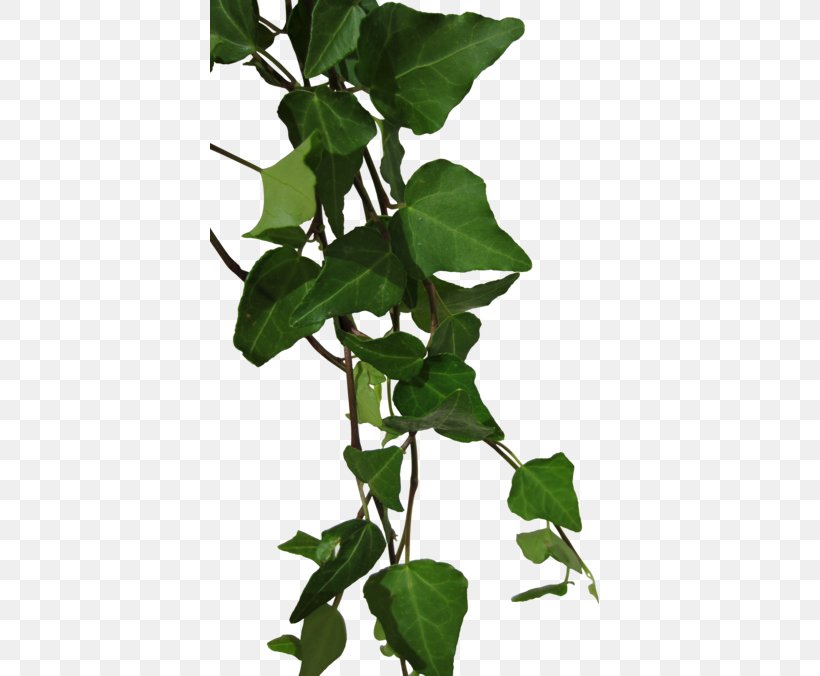 Ivy Vine, PNG, 400x676px, Ivy, Branch, Ivy Family, Leaf, Photography Download Free