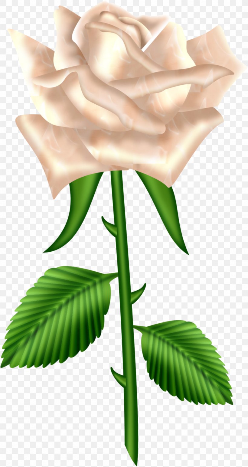 Rose Clip Art, PNG, 1095x2062px, Rose, Bud, Color, Cut Flowers, Flora Download Free