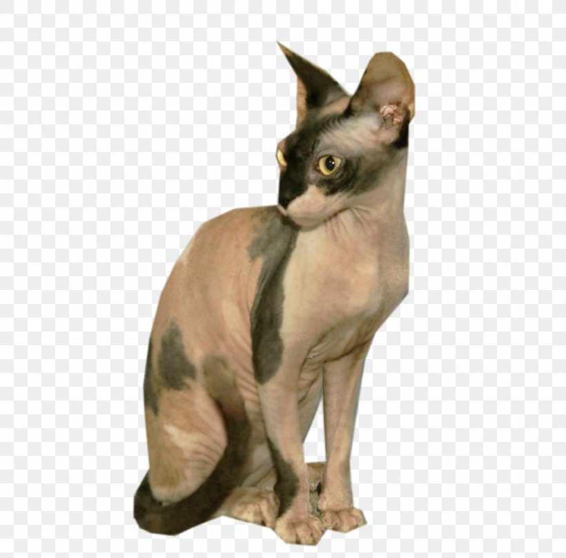 Sphynx Cat Devon Rex Peterbald Whiskers Chihuahua, PNG, 1000x986px, Sphynx Cat, Breed, Carnivoran, Cat, Cat Like Mammal Download Free