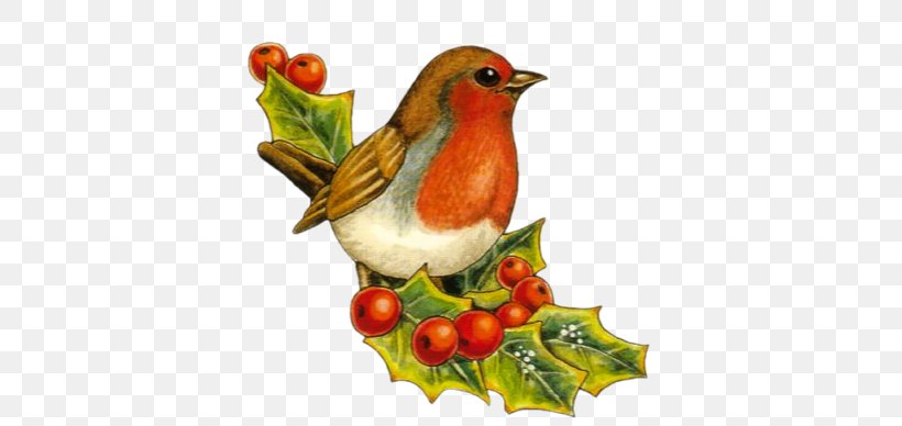 European Robin Bird Christmas Drawing Clip Art, PNG, 401x388px, European Robin, Beak, Bird, Cartoon, Christmas Download Free