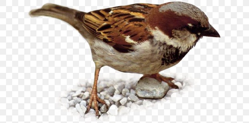 House Sparrow Eurasian Tree Sparrow Bird Weavers Finch, PNG, 640x405px, House Sparrow, Beak, Bird, Emberizidae, Eurasian Siskin Download Free