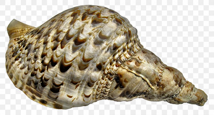 Sea Snail Conch Caracola Image, PNG, 960x516px, Snail, Caracola, Charonia Tritonis, Common Periwinkle, Conch Download Free