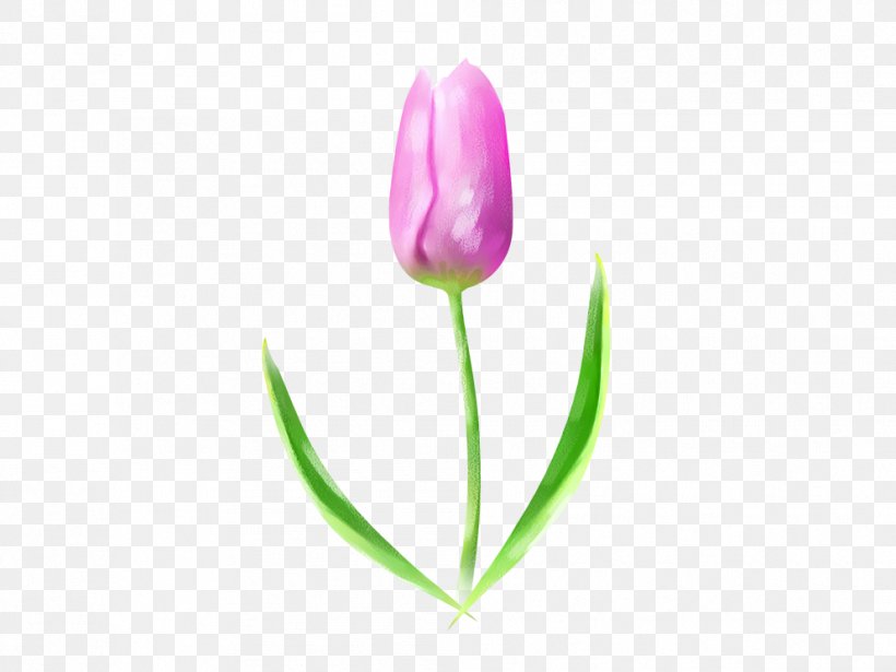 Tulip Download, PNG, 992x744px, Tulip, Bud, Drawing, Flower, Flowering Plant Download Free