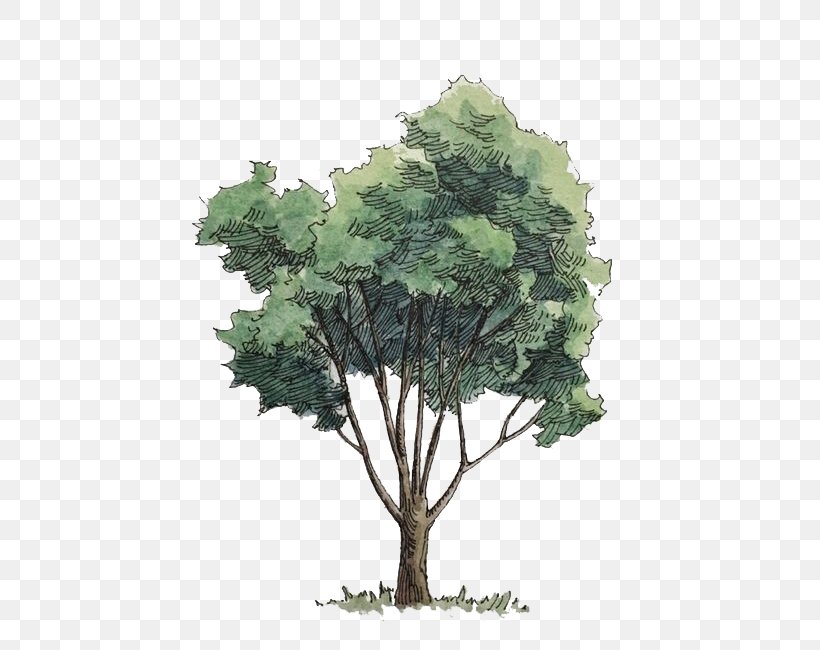 Watercolor Painting Tree, PNG, 454x650px, Watercolor Painting, Branch, Color, Cottonwood, Drawing Download Free