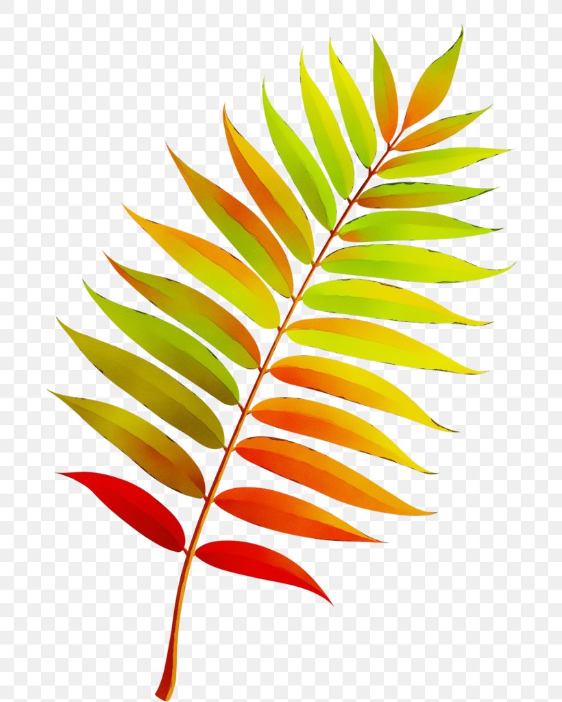 Autumn Leaf Drawing, PNG, 693x1024px, Watercolor, Abscission, Autumn, Autumn Leaf Color, Branch Download Free