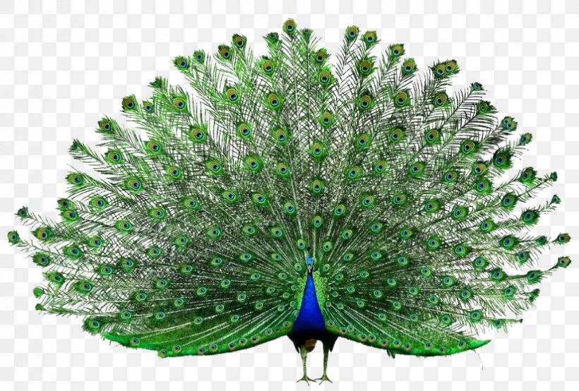 Peafowl Adobe Systems, PNG, 825x558px, Peafowl, Adobe Systems, Adobe Xd, Beak, Feather Download Free