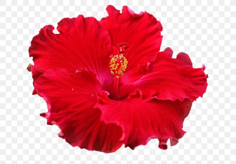Shoeblackplant Cut Flowers Petal Clip Art, PNG, 650x572px, Shoeblackplant, Annual Plant, China Rose, Chinese Hibiscus, Cut Flowers Download Free