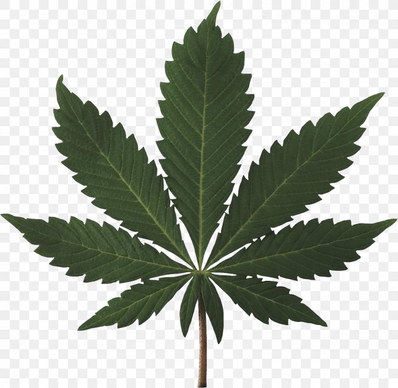 Cannabis Sativa Cannabis Ruderalis Cannabis Smoking Marijuana, PNG, 1072x1046px, 420 Day, Cannabis, Blunt, Cannabis Smoking, Decriminalization Download Free