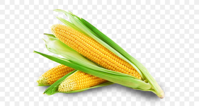Corn On The Cob Sweet Corn Maize Corncob Corn Oil, PNG, 579x439px, Corn On The Cob, Baby Corn, Cereal, Commodity, Corn Kernels Download Free