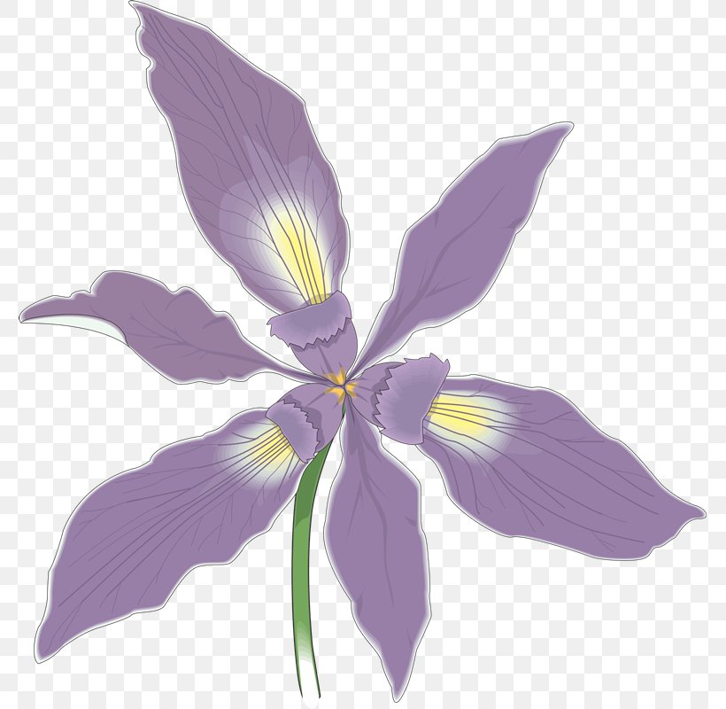 Douglas Iris Flower Photography, PNG, 777x800px, Flower, Flowering Plant, Iris, Iris Family, Irises Download Free