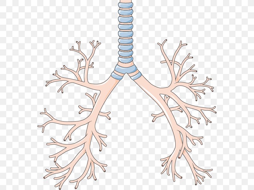 Bronchus Lower Respiratory Tract Lung Pharynx Respiratory System, PNG, 578x616px, Watercolor, Cartoon, Flower, Frame, Heart Download Free