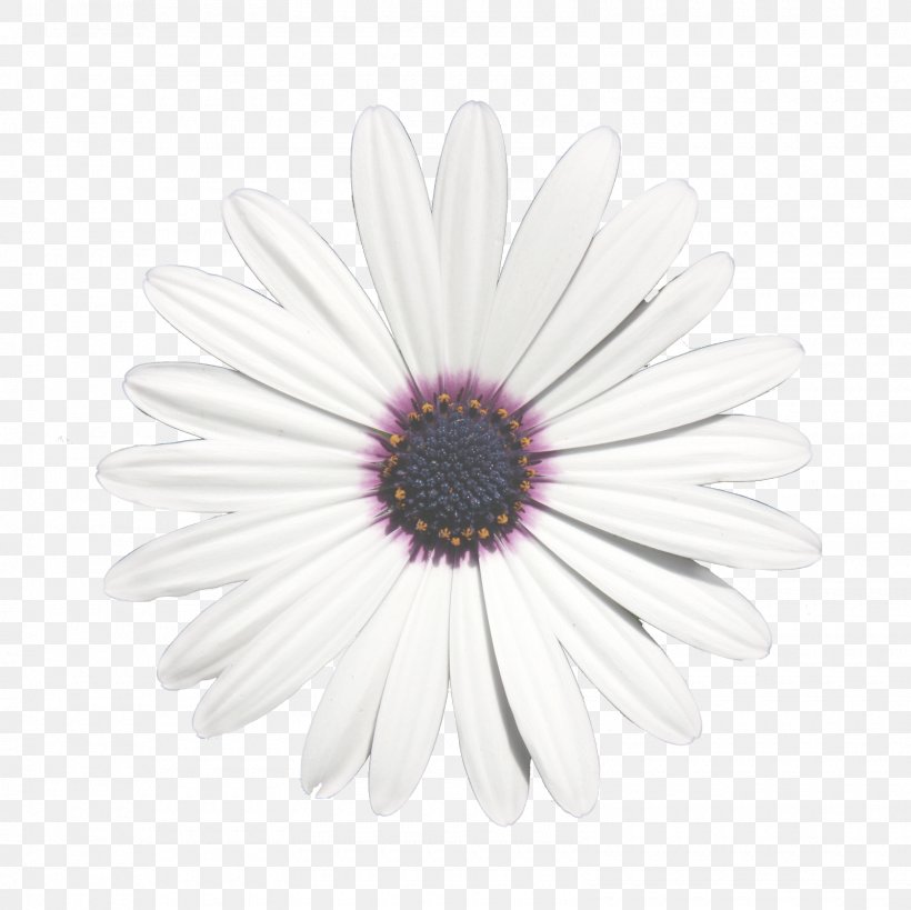 Common Daisy Chrysanthemum Transvaal Daisy Oxeye Daisy Purple, PNG, 1600x1600px, Common Daisy, Chrysanthemum, Chrysanths, Close Up, Closeup Download Free