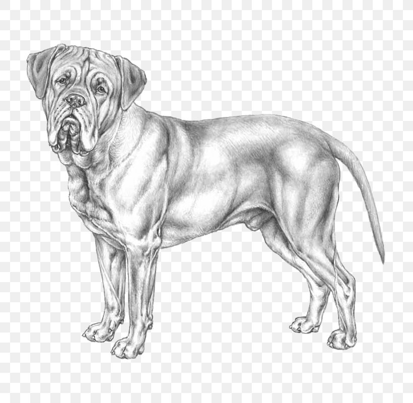 Dog Breed Bullmastiff Dogue De Bordeaux Ca De Bou Dogo Argentino, PNG, 800x800px, Dog Breed, Artwork, Black And White, Breed Standard, Bullmastiff Download Free
