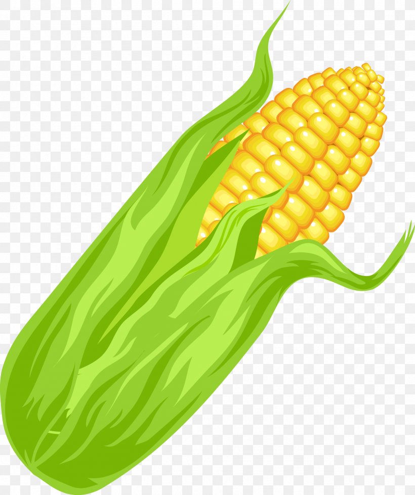 Maize Euclidean Vector Vegetable, PNG, 1931x2307px, Maize, Aojiru, Cdr, Commodity, Corn On The Cob Download Free