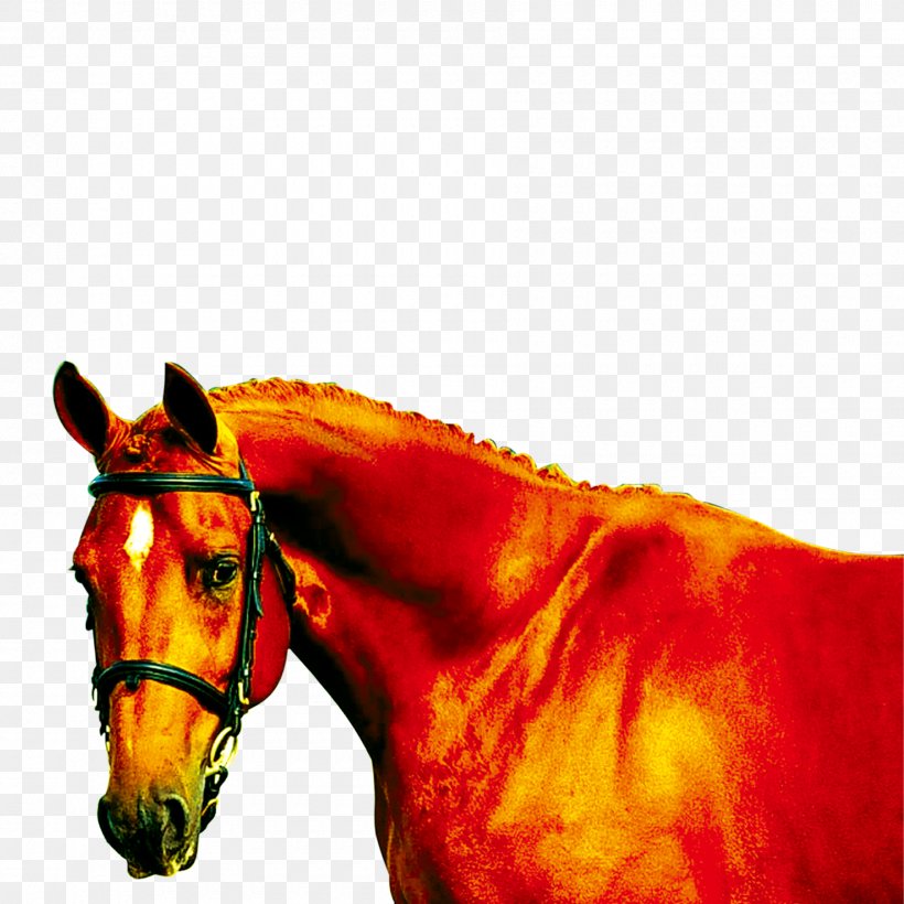 Mustang Mane Equine Coat Color, PNG, 1800x1800px, Horse, Animal, Bridle, Color, Computer Software Download Free