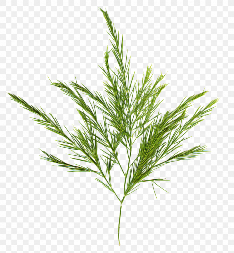 Rosemary, PNG, 1331x1440px, White Pine, American Larch, Elymus Repens, Flower, Grass Download Free
