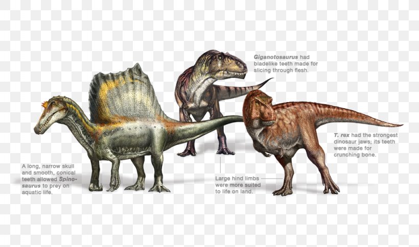 Spinosaurus Dinosaur Tyrannosaurus Rex Allosaurus Torvosaurus, PNG, 1024x605px, Spinosaurus, Allosaurus, Animal Figure, Carnivore, Chordata Download Free