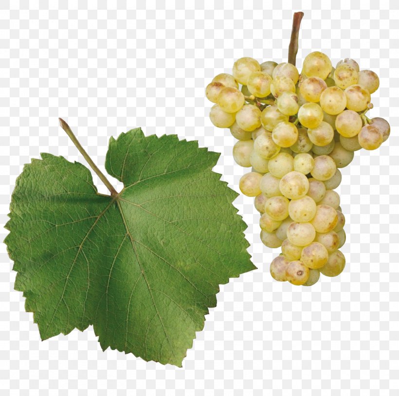 Sultana Chardonnay Gouais Blanc Chenin Blanc Gewürztraminer, PNG, 1600x1589px, Sultana, Cabernet Sauvignon, Chardonnay, Chenin Blanc, Common Grape Vine Download Free