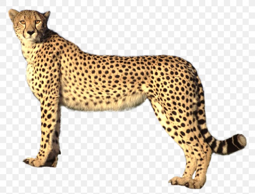 Cheetah Clip Art, PNG, 850x647px, Cheetah, Animal Figure, Big Cats, Carnivoran, Cat Like Mammal Download Free