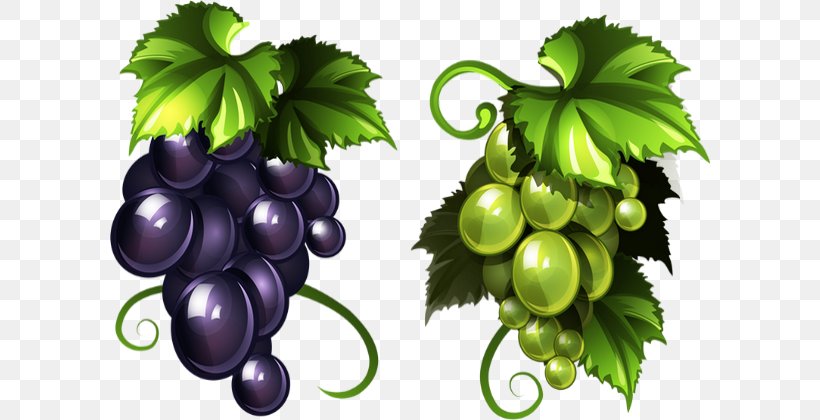 Common Grape Vine Raisin Red Wine, PNG, 600x420px, Grape, Common Grape Vine, Drawing, Flowering Plant, Food Download Free