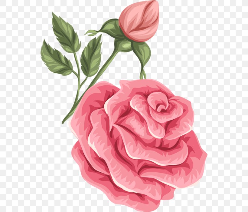 Garden Roses Flower Retro Style IStock Cabbage Rose, PNG, 552x700px, Garden Roses, Artificial Flower, Botany, Cabbage Rose, Camellia Download Free