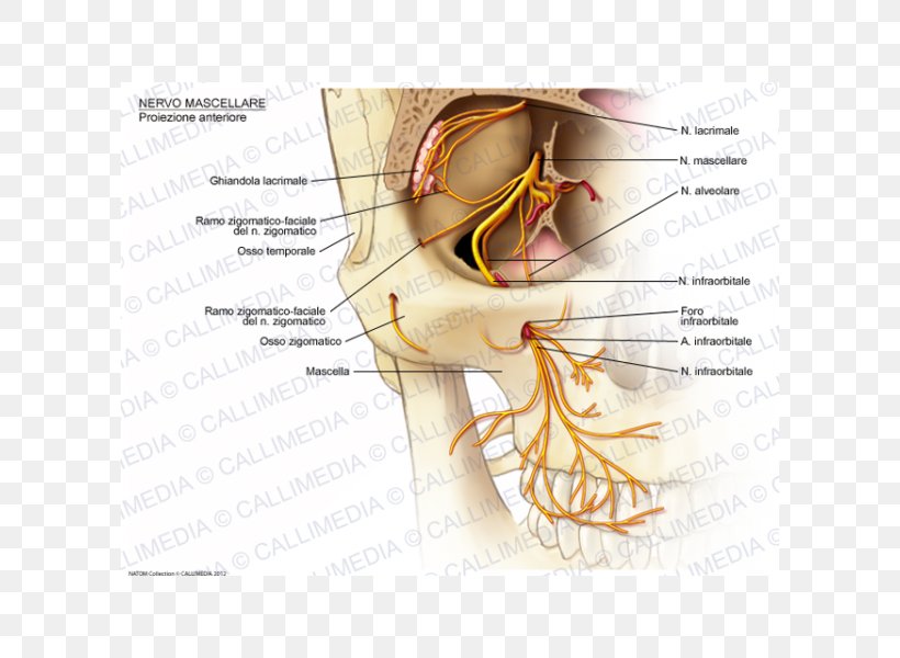 Infraorbital Nerve Maxillary Nerve Zygomatic Nerve, PNG, 600x600px, Watercolor, Cartoon, Flower, Frame, Heart Download Free